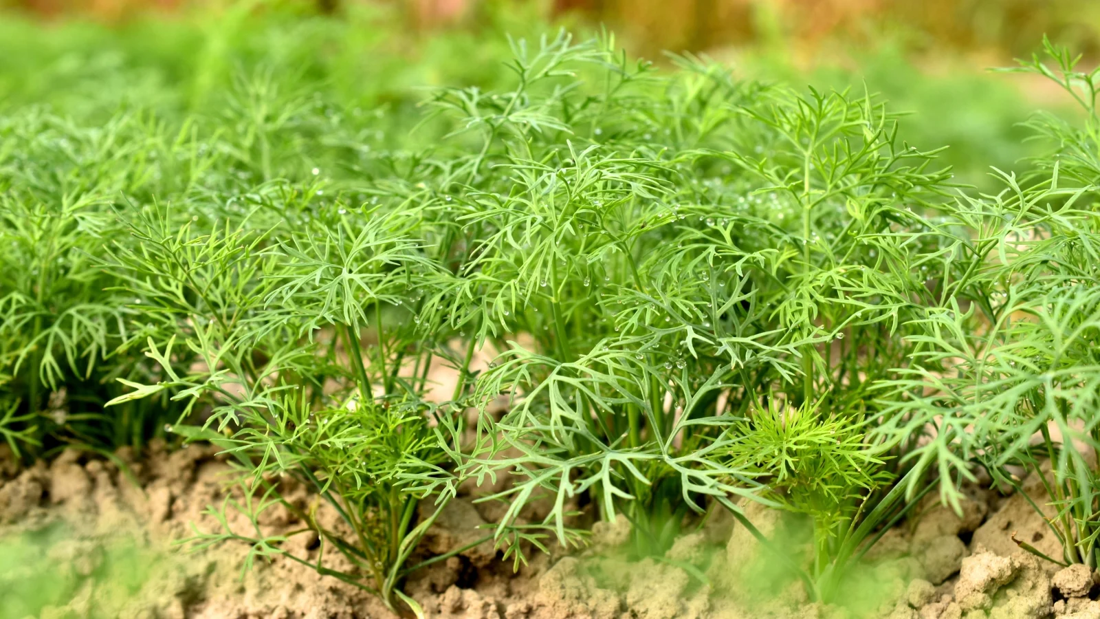 Gröna växter och örter arrangerade på ett naturligt träbord i mjukt morgonljus