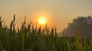 En lugn morgonplats med örter, ett glas vatten och naturliga ingredienser i mjukt naturligt ljus